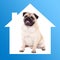 Safe home concept -pug dog sitting in blue house frame