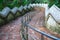 Safety Handrail help climbing down Two Naga Guardian stairway downhill from Wat Phra That Doi Tung temple, Chiang Rai, Thailand. T