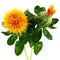 Safflower