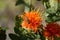 Safflower blossom with bee closeup macro