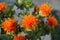 Safflower blossom closeup macro