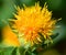 Safflower Carthamus tinctorius