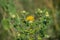 Safflower (Carthamus tinctorius).