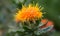 Safflower Carthamus tinctorius, a bright orange flower