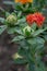 Safflower Carthamus tinctorius with budding flowers