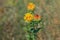 Safflower (Carthamus tinctorius) on a dry meadow