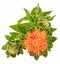 Safflower (Carthamus tinctorius L.) is a highly branched, herbaceous, thistle-like annual plant.