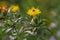 Safflower Carthamus tinctorius with yellow flower