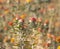 Safflower flowers on the field