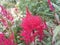 Safflower with green leaves