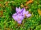 Saffron Crocus Blooming