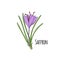 Saffron crocus flower Crocus sativus. Hand draw sketch
