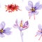 Saffron crocus flower watercolor hand drawn illustration