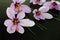 Saffron Crocus flowers