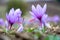 Saffron crocus flowers on ground, Delicate purple plant field