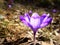 Saffron, Crocus heuffelianus, flower, violet