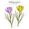 Saffron Crocus sativus , medicinal and ornamental plant