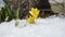 Saffron crocus yellow bloom first spring flowers between snow