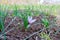 The saffron field begins to bloom, beautiful saffron crocuses can be seen from afar.