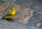 Saffron Finch