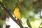 Saffron finch from Grand Cayman Islands in lovely horizontal picture