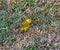 Saffron Finch or Sicalis flaveola