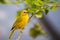 Saffron Finch (Sicalis flaveola)