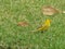 Saffron Finch Sicalis flaveola - is known in Brazil as Land Canary.