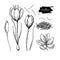 Saffron flower vector drawing. Hand drawn herb and food spice.