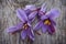 Saffron flowers (Crocus sativus)