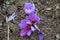 Saffron flowers in the field. Crocus sativus, commonly known as saffron crocus, delicate violet petals plant on ground, closeup