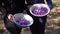 Saffron Harvest. Spring crocus flowers in bowl