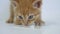 Saffron home hungry kitten drinks pet milk