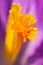 Saffron inside of crocus