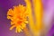 Saffron inside of crocus