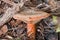 Saffron milkcap.