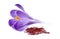 Saffron spices with flower in closeup