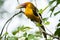 Saffron toucanet