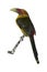 Saffron toucanet, Baillonius bailloni