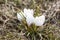 Saffron white flowers