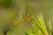 Saffron-winged Meadowhawk