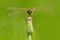 Saffron-winged Meadowhawk Dragonfly - Sympetrum costiferum