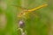 Saffron-winged Meadowhawk Dragonfly - Sympetrum costiferum