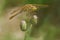 Saffron-winged Meadowhawk Dragonfly - Sympetrum costiferum