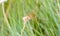 Saffron-winged Meadowhawk Dragonfly Sympetrum costiferum Perched on Dried Vegetation in Eastern Colorado