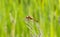 Saffron-winged Meadowhawk Sympetrum costiferum Perched on Dried Vegetation at a Marsh