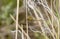 Saffron-winged Meadowhawk Sympetrum costiferum Perched on Dried Vegetation at a Marsh
