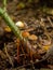 Saffrondrop Bonnet Fungi in Englaih Woodland
