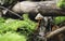 The Saffrondrop Bonnet Mycena crocata is an inedible mushroom