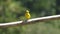 Safron Finch South America